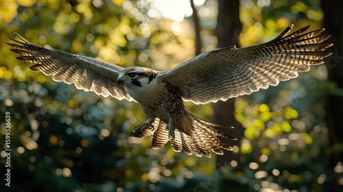Majestic Peregrine Falcon in Flight, Nature's Aerial Acrobat