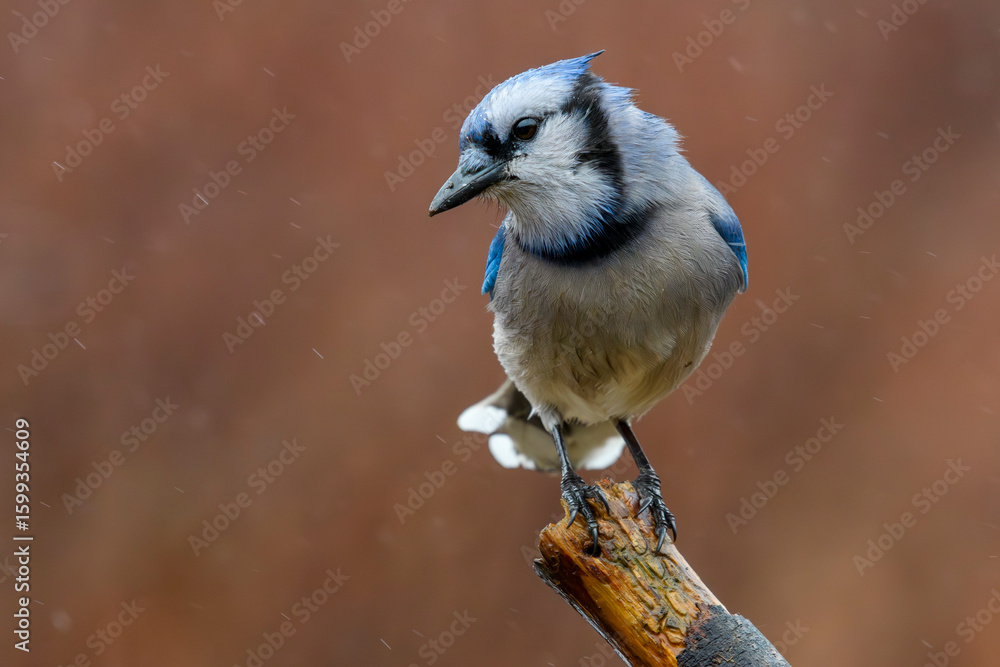 Fototapeta premium Close-up of a Blue Jay perched on a branch in the rain, its wet feathers ruffled against a warm, blurred background. A moody and detailed portrait of this striking North American songbird.