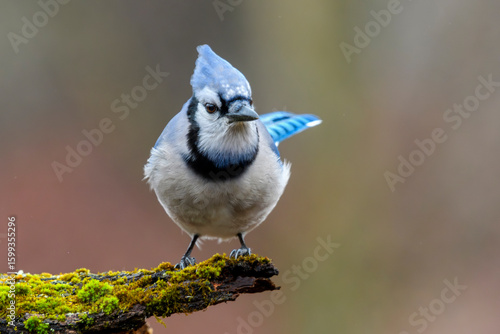 Blue Jay perched on a moss-covered tree branch, staring forward with an alert expression. A vivid close-up of this iconic bird set against a softly blurred forest backdrop.