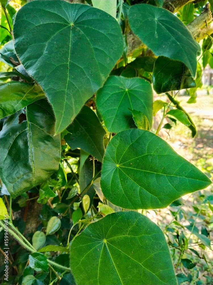 Obraz premium Cincau leaves, also known as green grass jelly leaves, used in traditional Southeast Asian drinks are growing in a home garden.