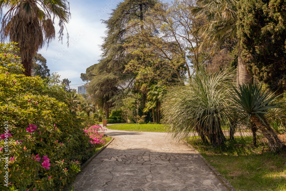 Obraz premium View of the alley with palm trees in the Upper Park of the Sochi Arboretum, Sochi, Krasnodar Territory, Russia