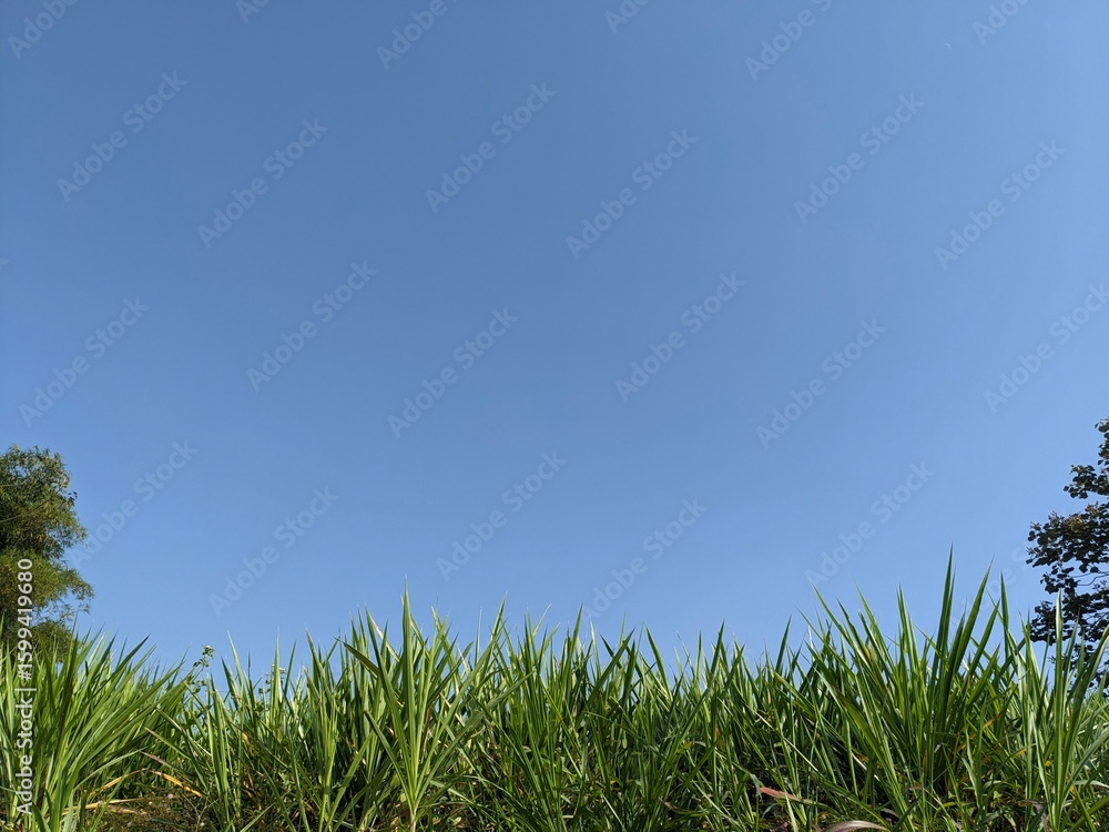 Fototapeta premium A vibrant field of green grass under a clear, bright blue sky, framed by trees.