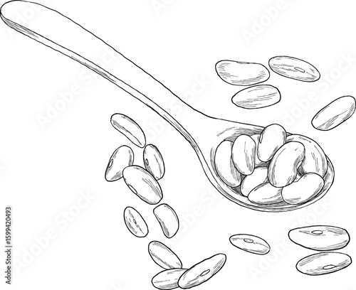 Almond in spoon sketch illustration