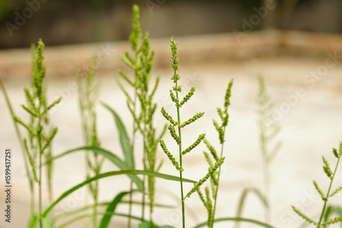 Echinochloa colona grass flower 