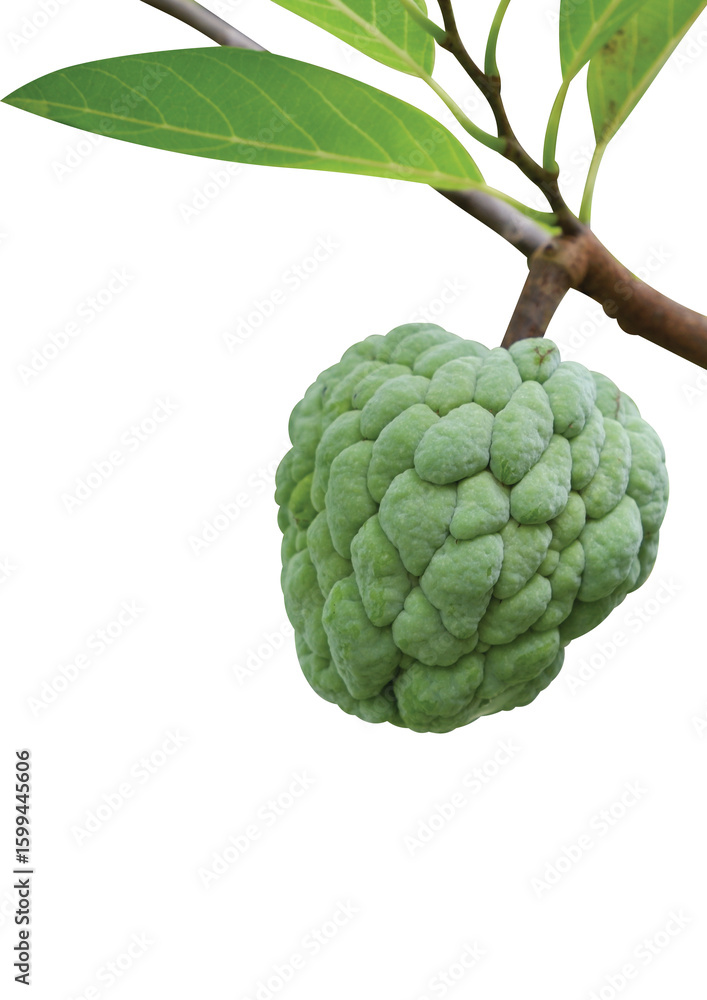 Fototapeta premium Custard Apple isolated on White Background.