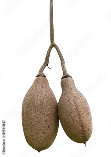 sausage fruits isolated on white Background.