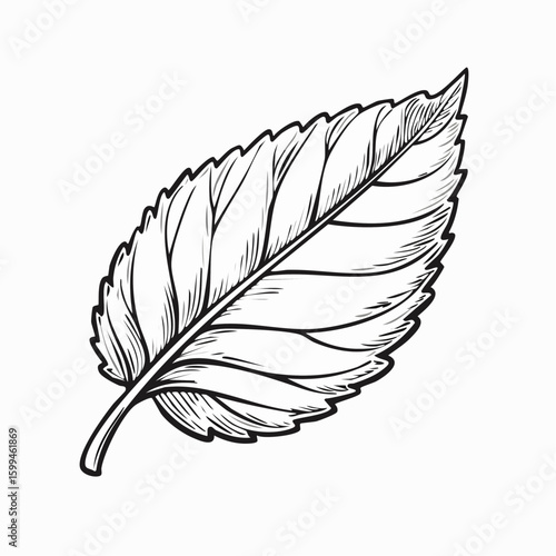 black and white lemon balm leaf with gentle curve and fine veins, floating line-art svg botanical icon, transparent background