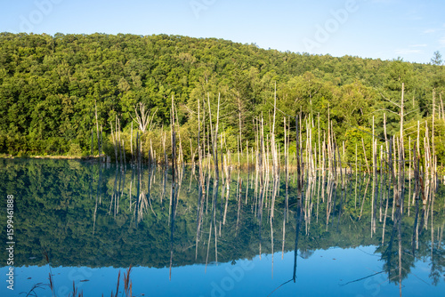 夏の雑木林を映す青い池の湖面　美瑛町

