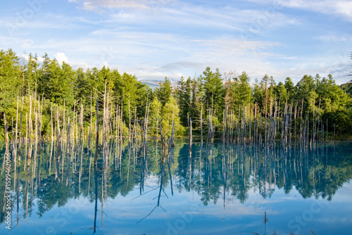 夏の雑木林を映す青い池の湖面　美瑛町

