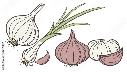 A graphic vector of several garlic bulbs and cloves on a white background surface view