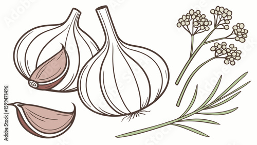 vector of garlic bulbs and cloves with green shoots on a white background surface view