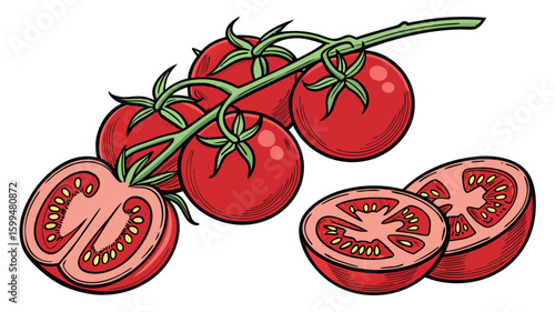 vector  of vine tomatoes with cut halves showing seeds on a plain white background image view