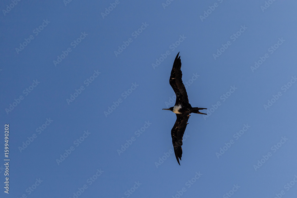 Obraz premium ave marina fragata tijereta al vuelo