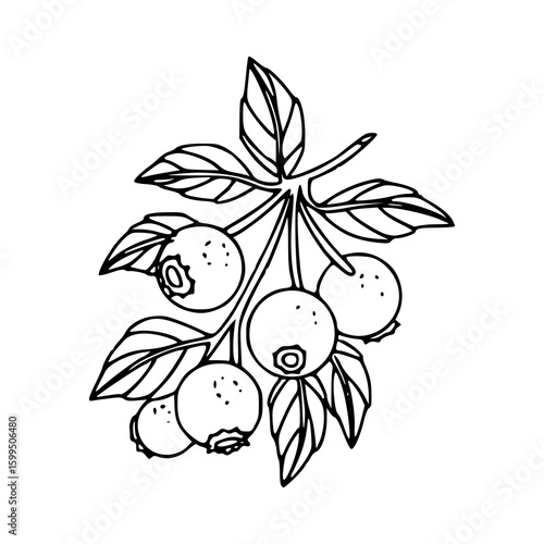 blueberry branch with leaves - design vector