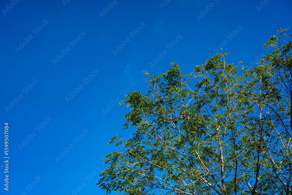 Fototapeta premium Beautiful Natural Landscape in Bintan Island, Indonesia