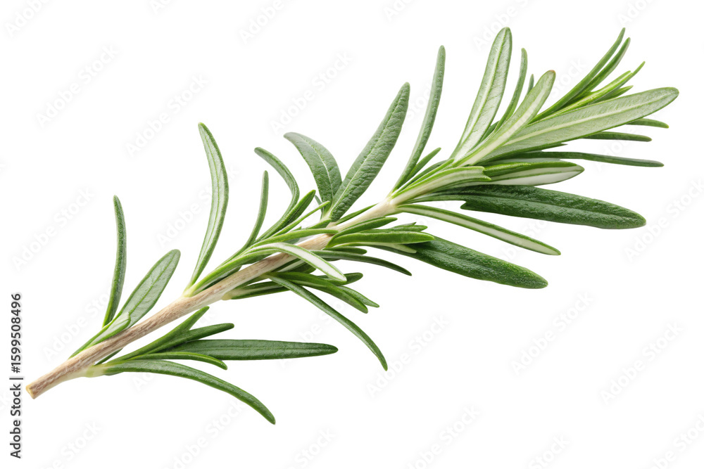 Naklejka premium Rosemary Sprig Culinary Herb Aromatic Plant Mediterranean Cuisine Ingredient Isolated On Transparent Background
