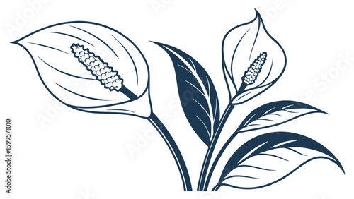 Elegant Line Art Illustration of Peace Lily Flowers and Leaves.