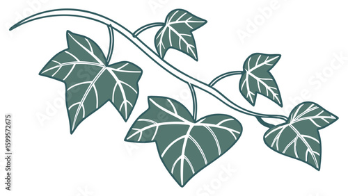 Illustrated Branch of English Ivy with Detailed Leaves.