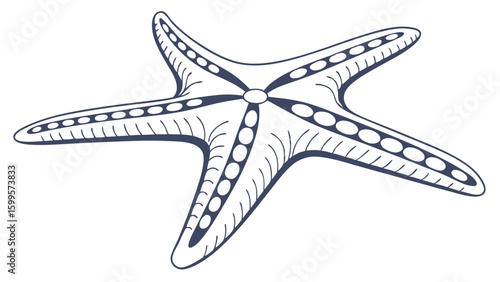 Ornate HandDrawn Starfish Illustration.