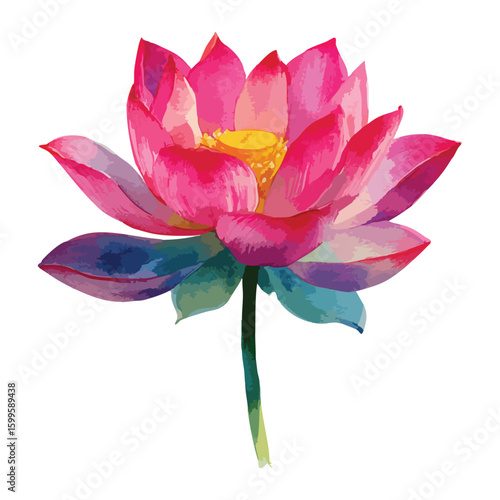 Pink water lily isolated