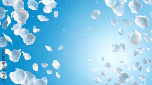 White rose petals falling against a light blue background.
