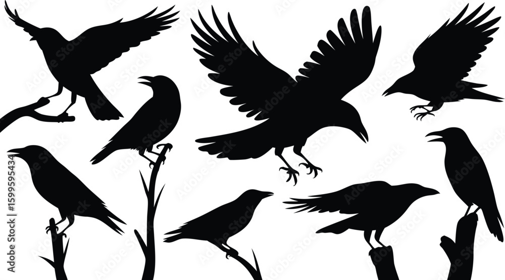 Fototapeta premium Black Raven Silhouettes Flying, Perched, and Standing Crows on Branches Isolated on White