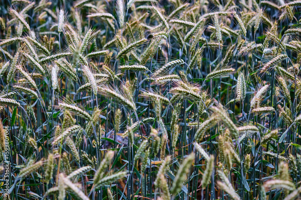 Obraz premium Golden wheat field swaying gently in the breeze under a clear blue sky during a sunny day