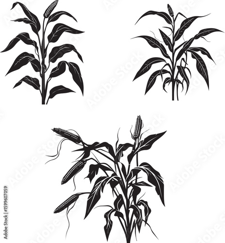 Silhouette of corn plant growing with leaves vector on white background 