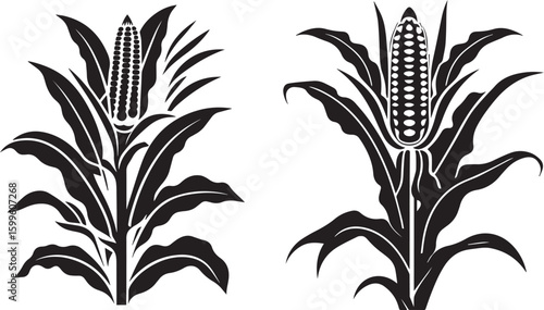 Silhouette of corn plant growing with leaves vector on white background 