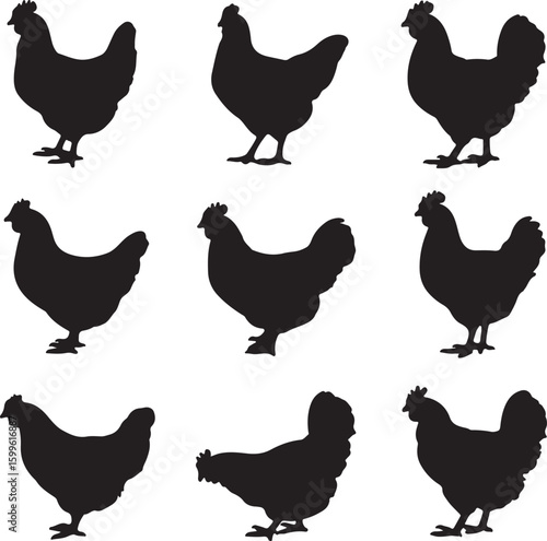 Black chicken silhouettes standing on white background rooster poultry