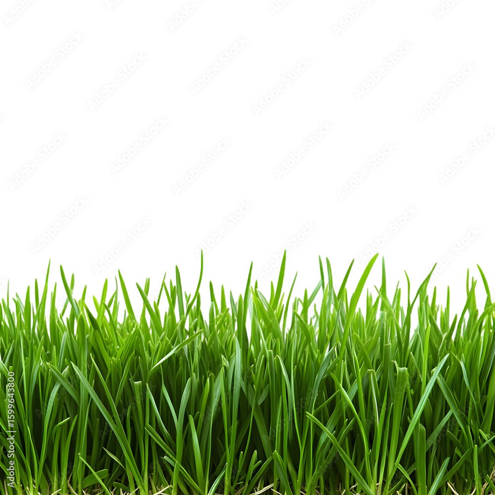 Fototapeta premium beautiful green grass