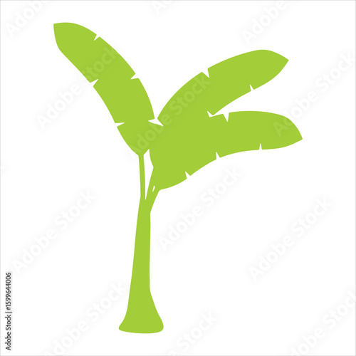 Simple green silhouette of a young banana tree with broad leaves