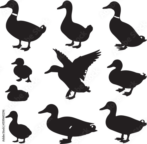 Multiple black duck silhouettes in various poses bird waterfowl