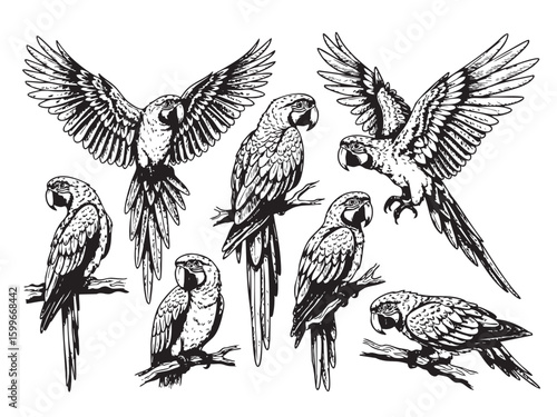 Set of diverse macaw parrot vector illustrations, showcasing various poses and vibrant tropical beauty. Birds. Wildlife Animals.