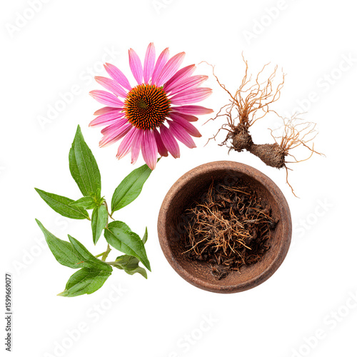 Flatlay of Echinacea Flowers and Roots Beside a Bowl of Dried Echinacea