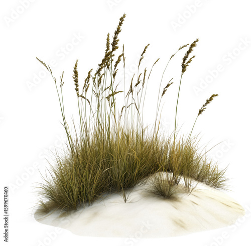 Fototapeta Naklejka Na Ścianę i Meble -  Beautiful illustration of beach dune grass growing in soft sand isolated on transparent