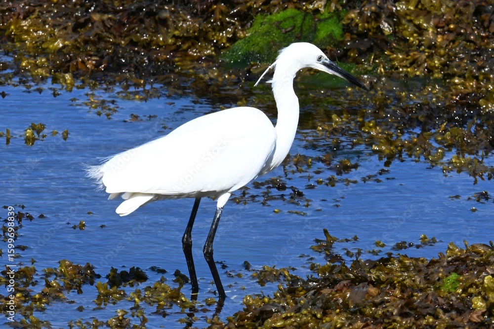 Obraz premium Little egret (Egretta garzetta), family Ardeidae native to Eurasia