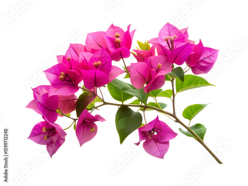 bougainvillea flower png image on transparent background