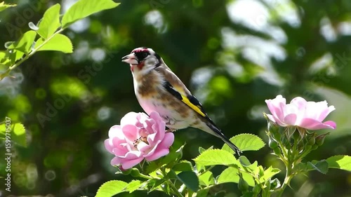 Songbird perched on pink rose flower in garden setting, natural light