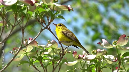 Yellow bird sings among dogwood blossoms in the springtime sun
