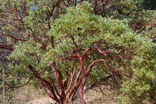 Peeling red bark arctostaphylos manzanita shrub tree