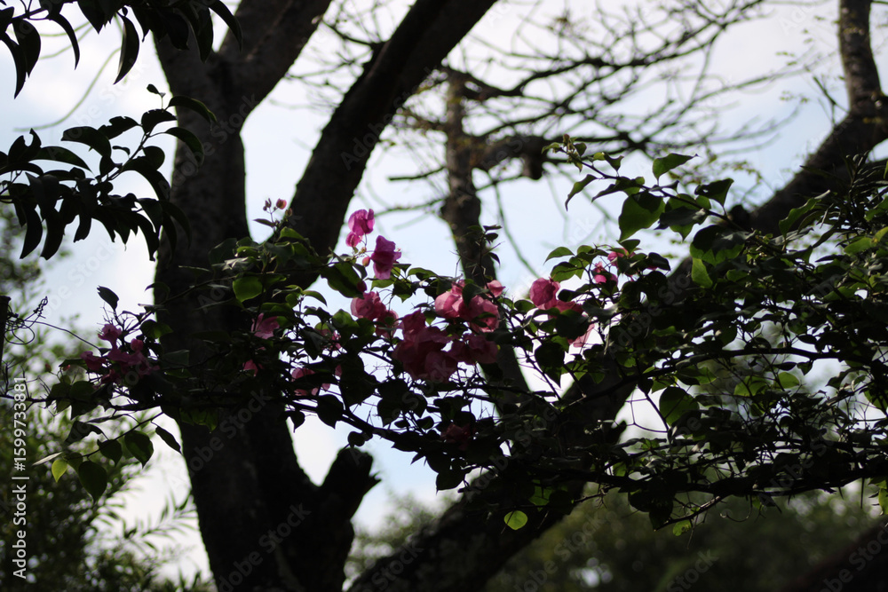 Obraz premium tree in bloom