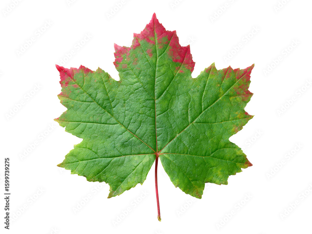 Fototapeta premium Single maple leaf green red autumn fall isolated black background, Isolated On Transparent Background, Png