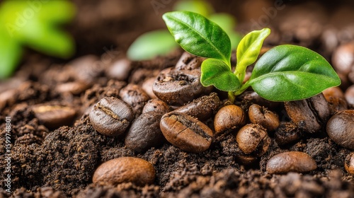 Coffee Beans and Sprout Growing in Soil Close-up