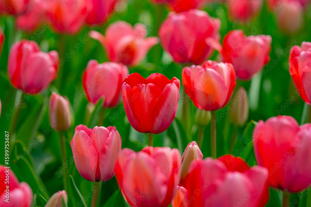 Red Tulips. Amazing bright Crimson Scarlet tulip flowers blooming in the garden at sunny spring day. Red Maroon, Ruby tulips in the park. Spring landscape. Field of tulips. Spring flowers. Red Tulips. Amazing bright Crimson Scarlet tulip flowers blooming in the garden at sunny spring day. Red Maroon, Ruby tulips in the park. Spring landscape. Field of tulips. Spring flowers.