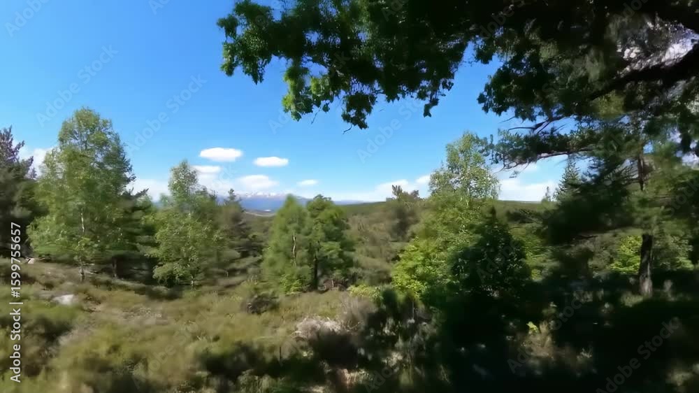 Forested landscape with distant mountains Forested landscape with distant mountains