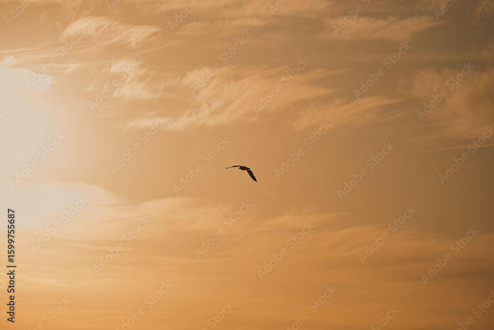 Naklejka premium A bird flying towards the sun under soft sunlight at dusk after the rain