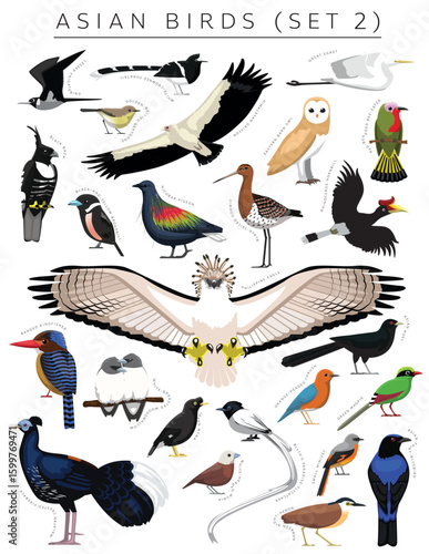 Asian Birds Set Cartoon Vector Character 2