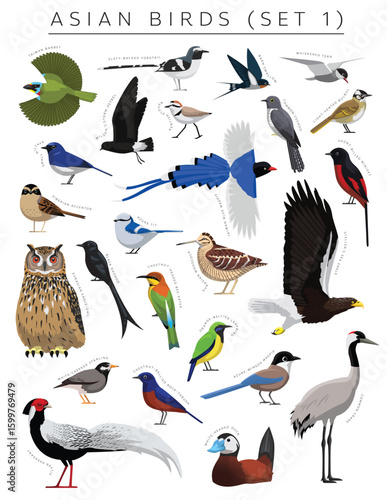 Asian Birds Set Cartoon Vector Character 1