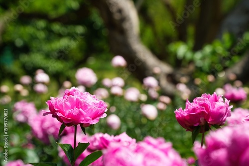 Wallpaper Mural 鮮やかなピンクの芍薬 Torontodigital.ca